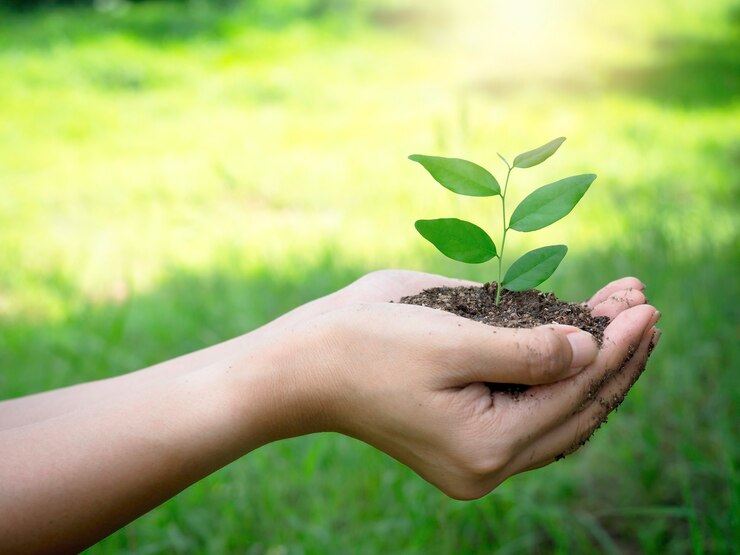 Jovem planta verde na mão